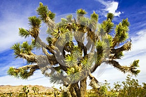 Un árbol 