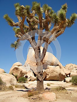 Joshua Tree