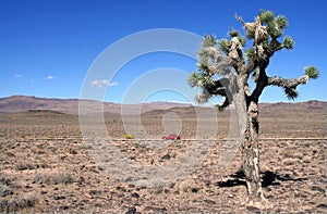 Joshua Tree