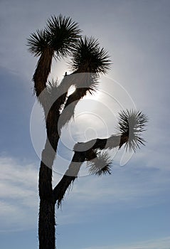 Joshua tree