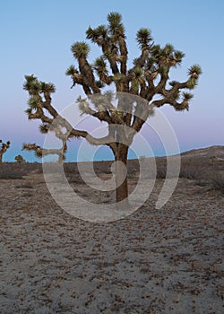 Joshua Tree.