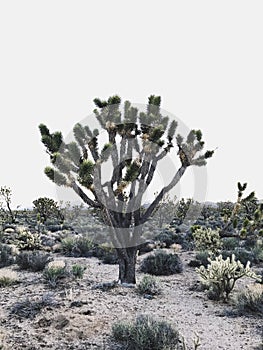 Joshua Tree