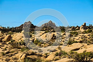 Joshua tree