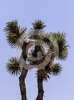 Joshua Tree Against Blue Sky Background