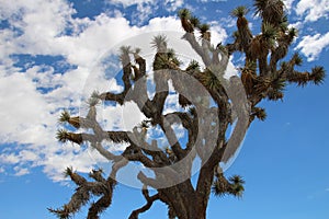 Joshua tree against the sky