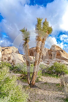 Joshua Tree on arid landscape in California against rocks and cloudy blue sky