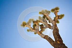 Joshua tree backlit