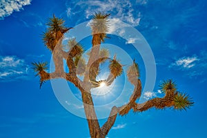 Joshua Tree Backlit by Sun