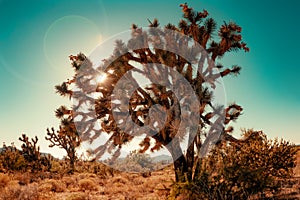 Joshua Tree cactus in Coachella near Palm Spring