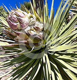 A Joshua Tree in the California desert