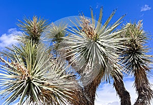 A Joshua Tree in the California desert