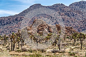 Joshua Tree California landscape in mojave desert with Joshua trees and rocks