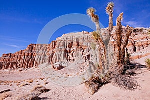 Joshua Tree and Cliffs at Red Rock Canyon State Park