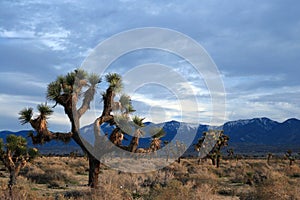 Joshua Tree cloudscape in Southern California high desert near Littlerock California