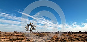 Joshua Tree cloudscape in Southern California high desert near Palmdale California photo