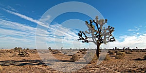 Joshua Tree cloudscape in Southern California high desert near Palmdale and Lancaster photo