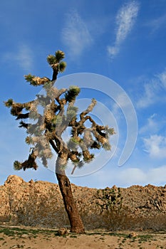 Joshua Tree cloudscape in Southern California high desert near Palmdale and Lancaster photo