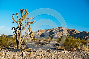 Joshua Tree and Creosote Bush