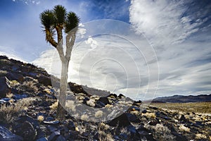 Joshua tree, death valley, ca