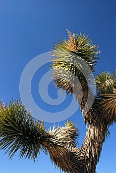 Joshua Tree in Desert