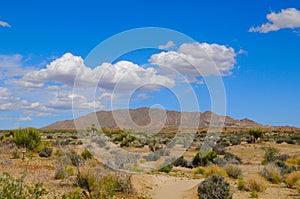 Joshua Tree Desert