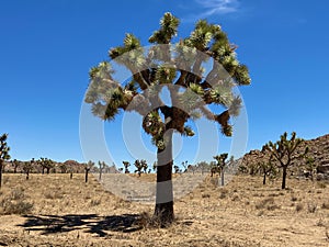 Joshua tree in the Desert