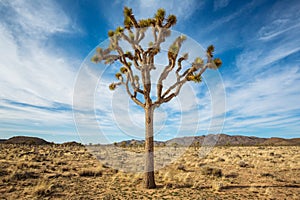 Joshua Tree in the Desert