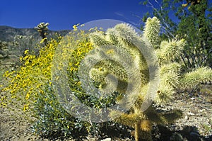 Joshua Tree Desert in bloom, Springtime, CA