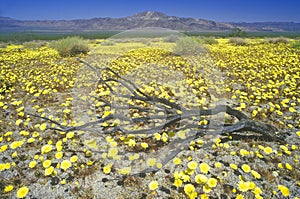 Joshua Tree Desert in bloom, Springtime, CA