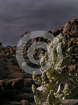 Joshua tree flora photo