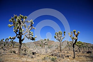 Joshua Tree Forest