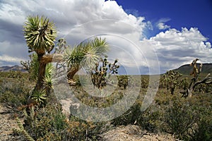 Joshua tree forest