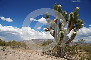 Joshua tree forest, Arizona,USA