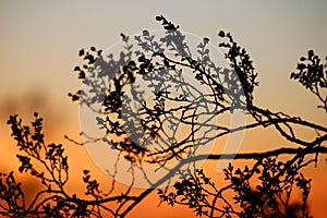 Joshua Tree Forest, California, Sunset