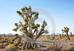 Joshua Tree and forest in the Mojave National Preserve, southeastern California, United States