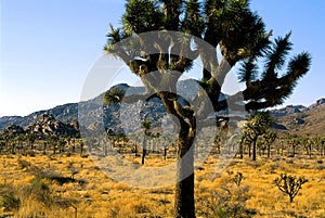 Joshua Tree Forest  49059