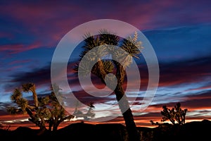 Joshua Tree Forest at Sunset