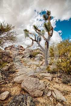 Joshua Tree growing in the Arizona Desert