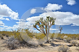 Joshua tree growingat Mojave National Preserve