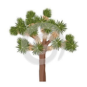 Joshua tree - isolated on white background. Yucca brevifolia photo