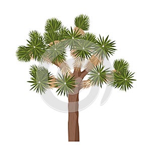 Joshua tree - isolated on white background. Yucca brevifolia