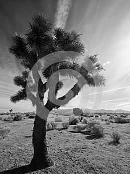 Joshua Tree in Mojave Desert