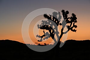 Joshua Tree in Morning Light