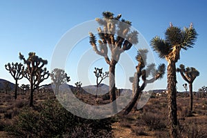 Tall Joshua Trees in the National Park photo