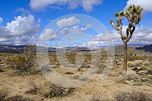 Joshua Tree National Park