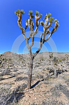 Joshua Tree National Park