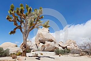 Joshua tree national park