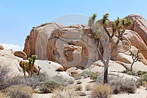 Joshua tree national park