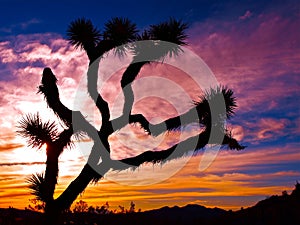 Joshua Tree National Park