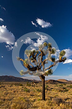 Joshua Tree National Park